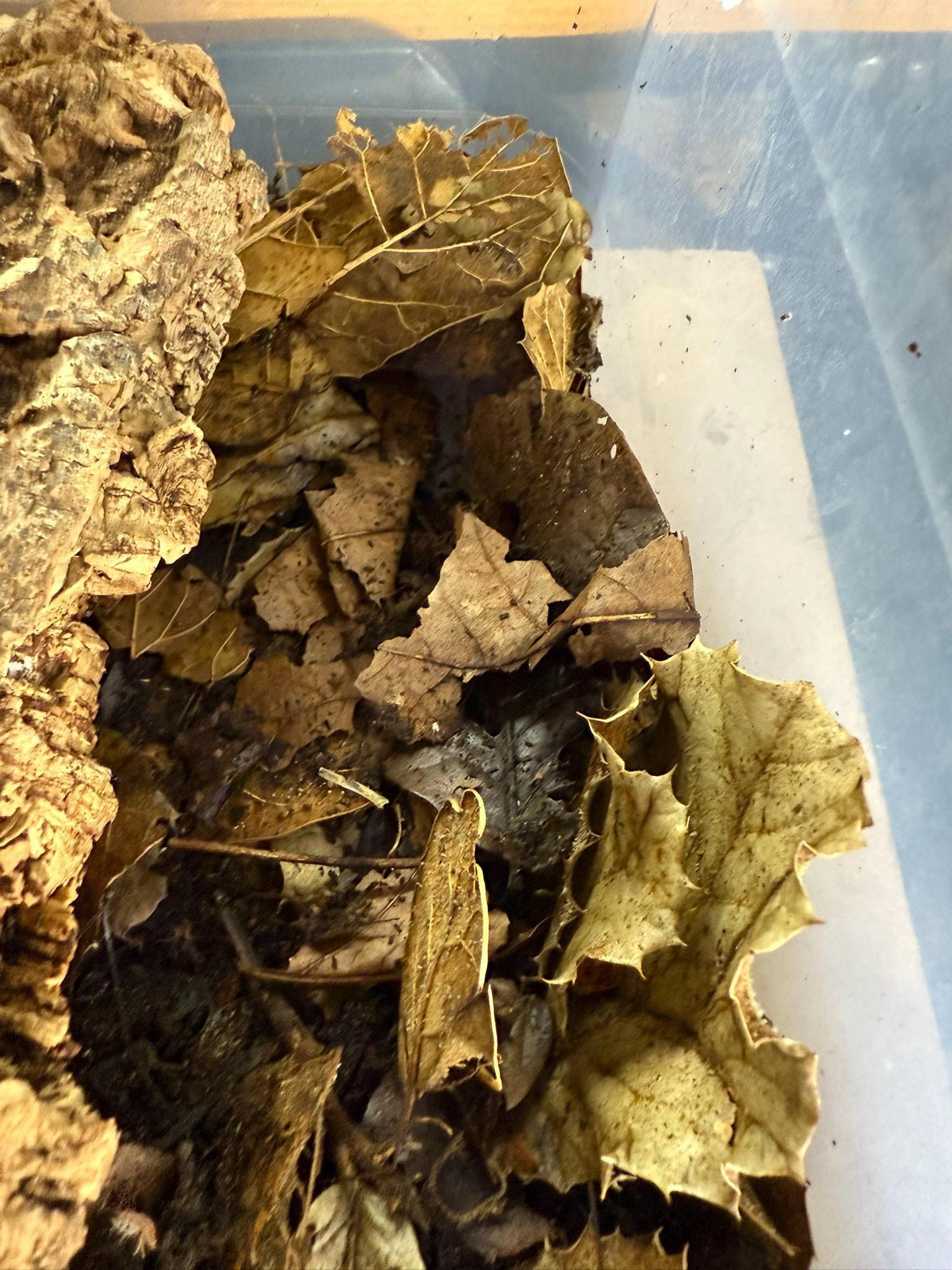 Hardwood leaf litter for reptile terrarium