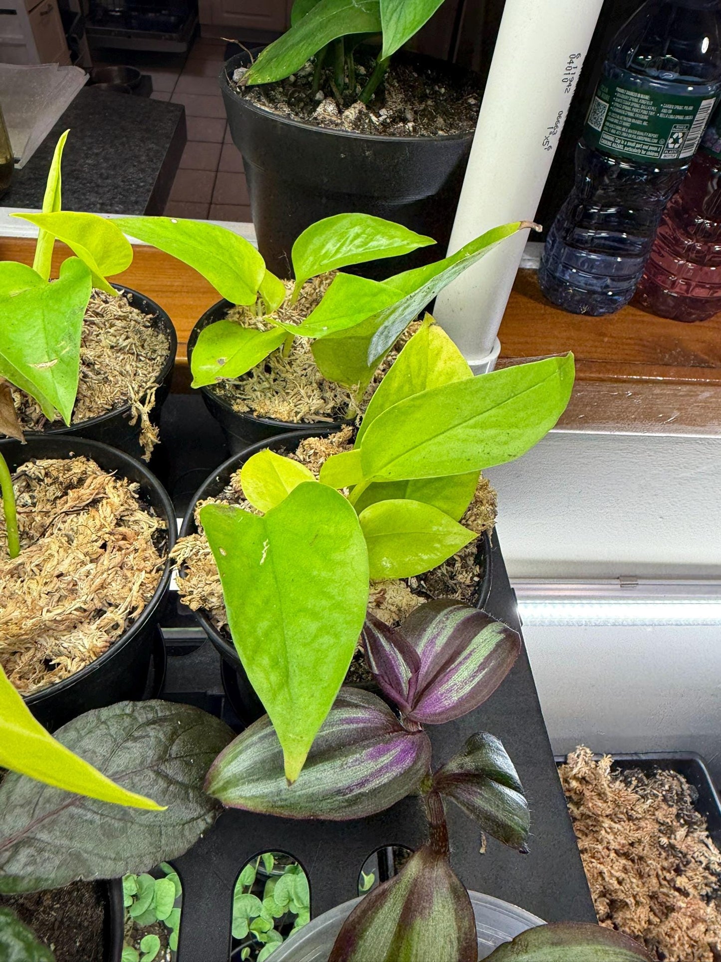 Large Pothos – Various Shades of Green, Multiple Sizes  Easy-Care Trailing Houseplant  10- inches plus