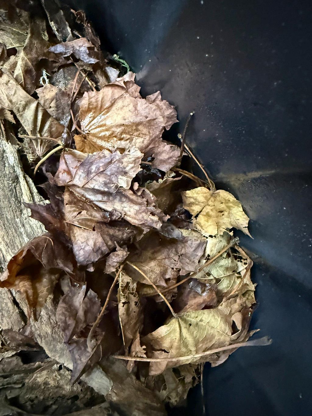  Hardwood leaf litter ground cover material
