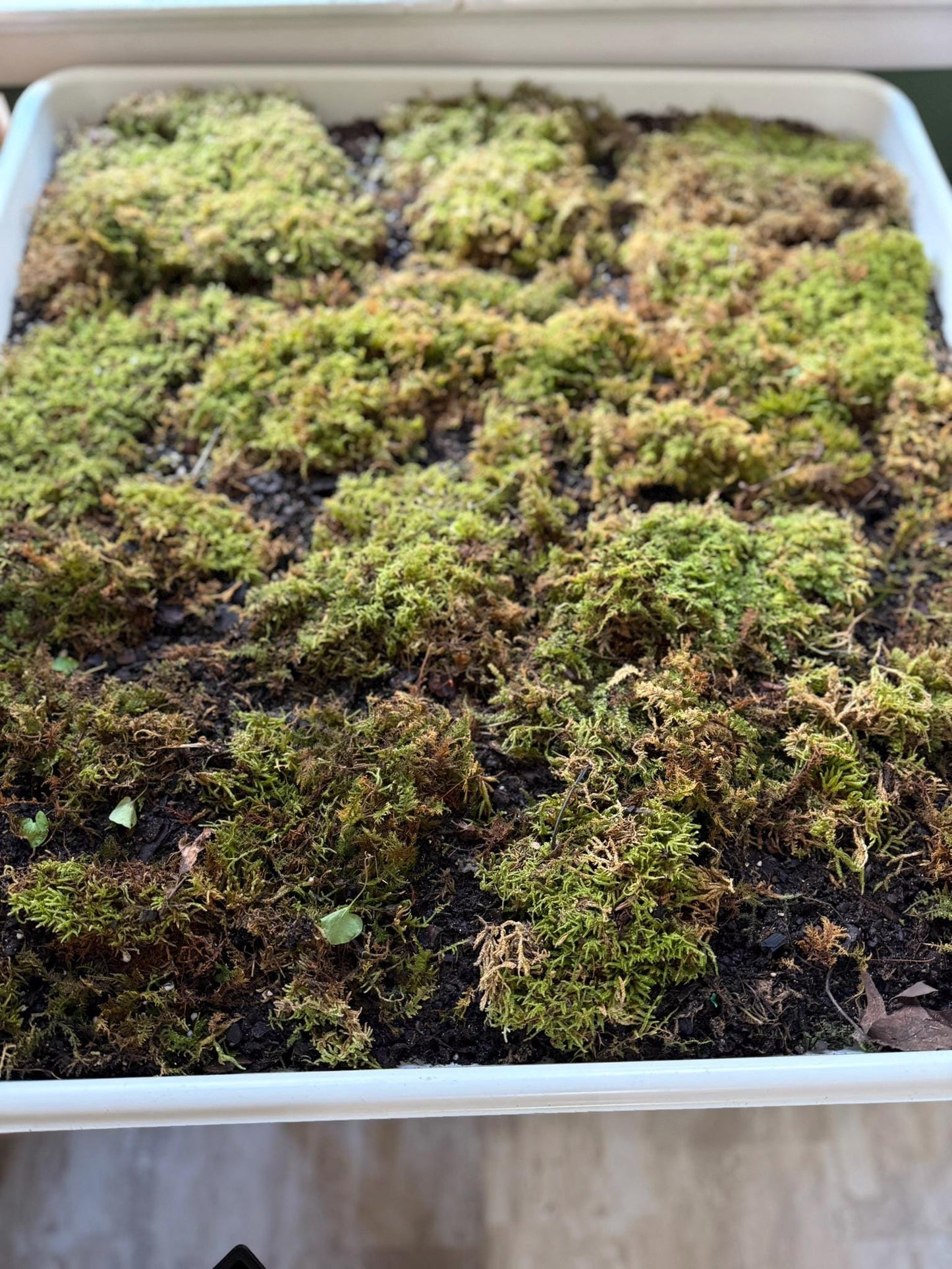 Live Moss- Species Varies