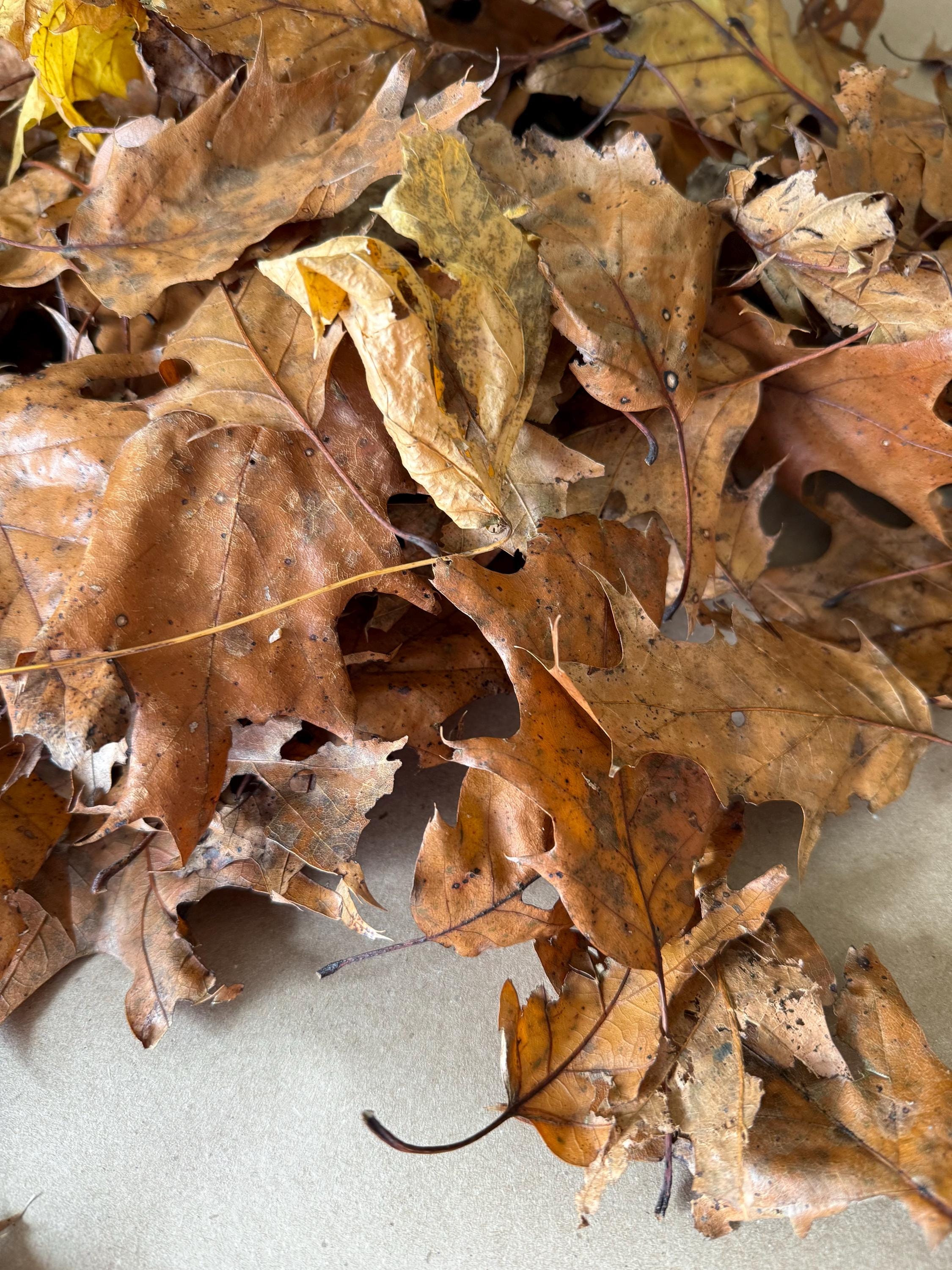  Hardwood leaf litter close-up texture detail