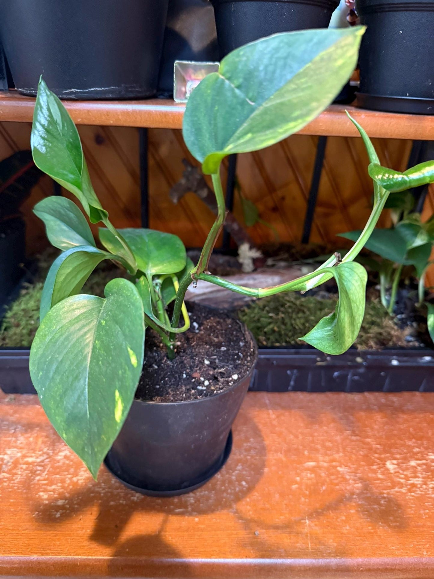 Pothos – Various Shades of Green, Multiple Sizes  Easy-Care Trailing Houseplant 4-6- Inch