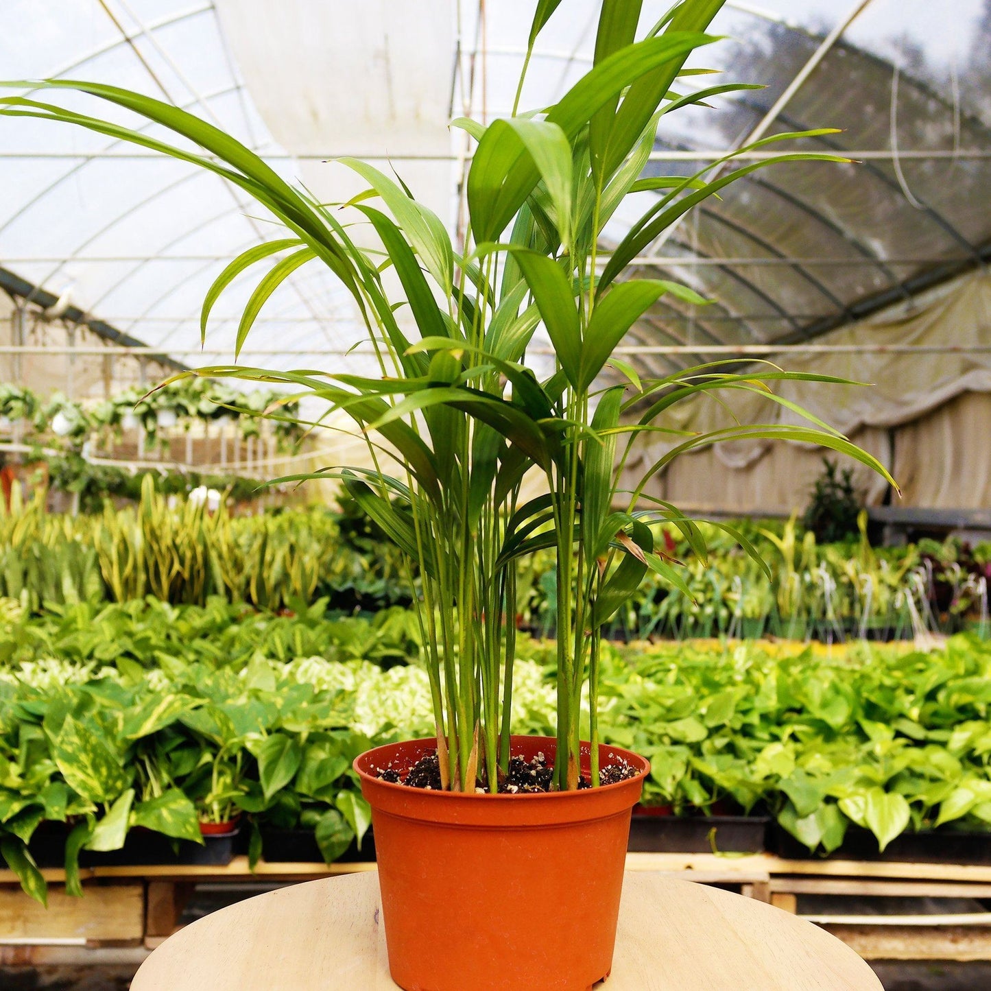 Potted plant in a greenhouse setting with other plants in the background