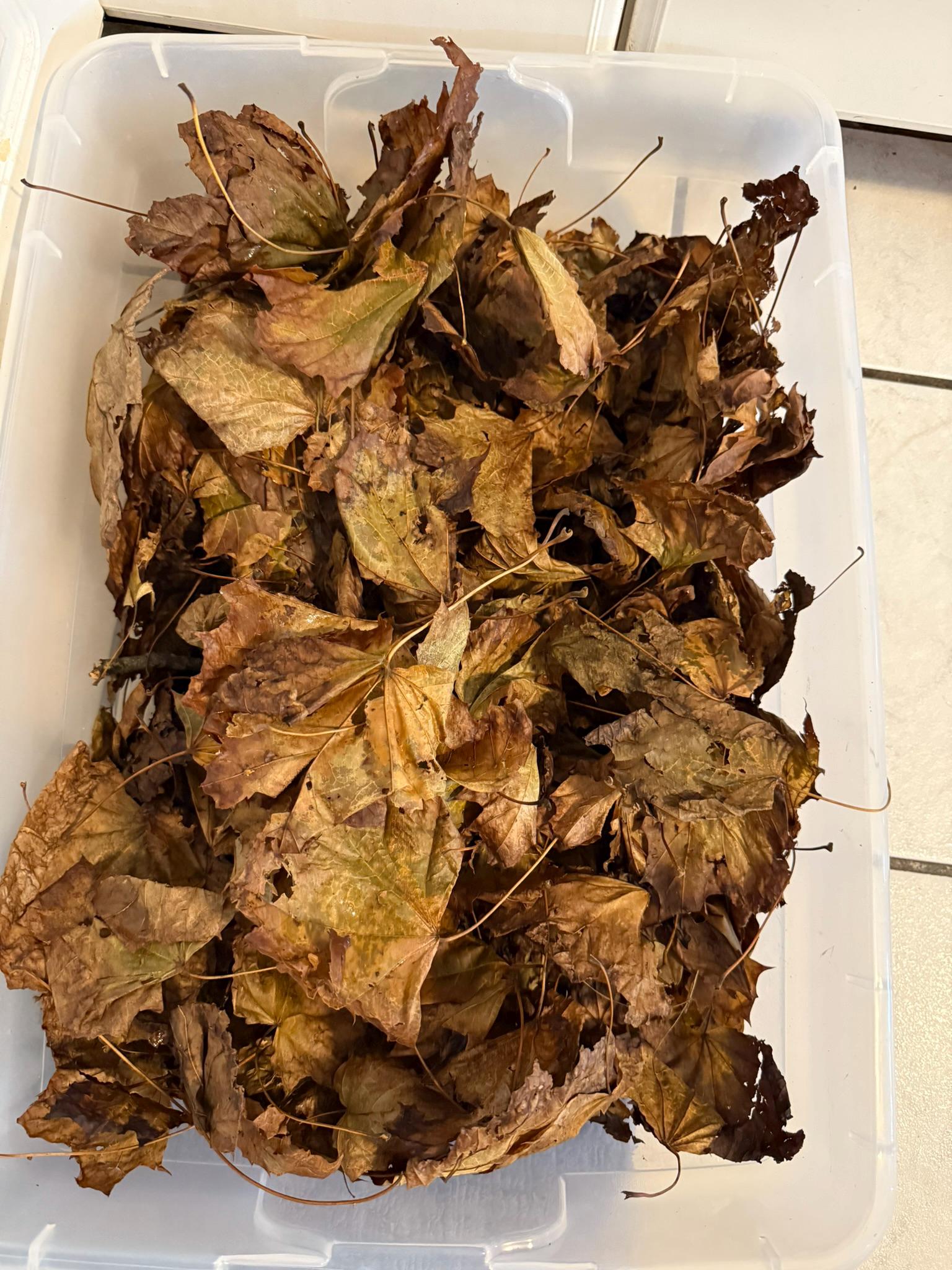 Hardwood leaf litter bioactive substrate layer