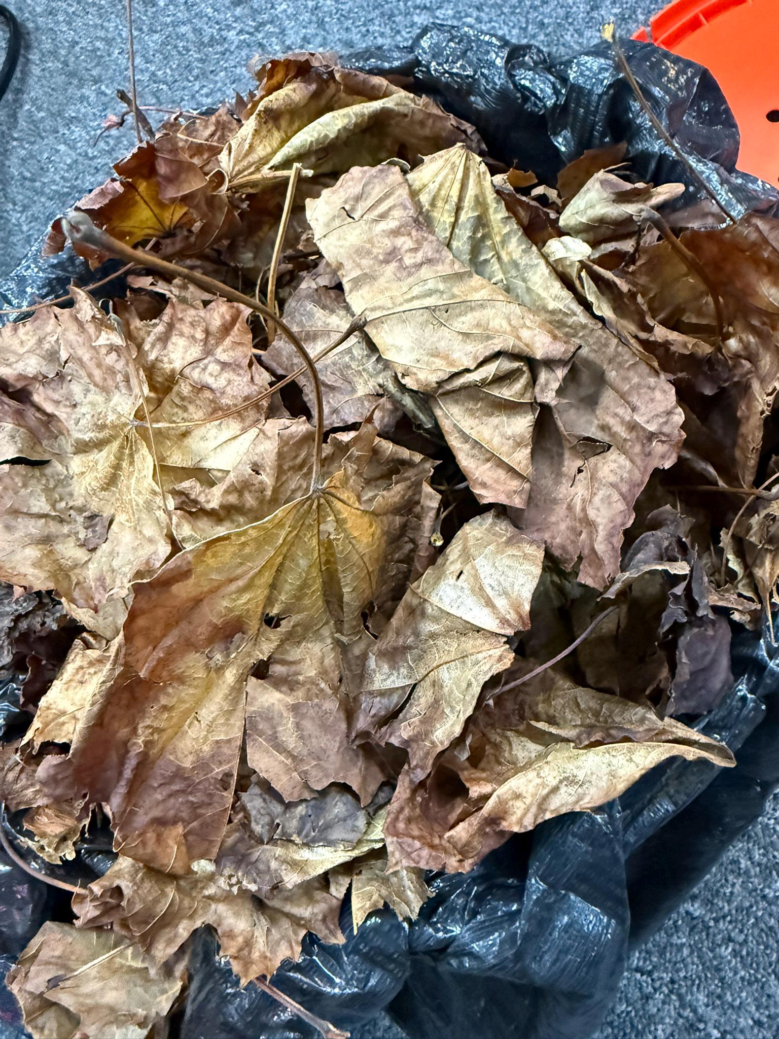 Hardwood leaf litter for isopods and springtails