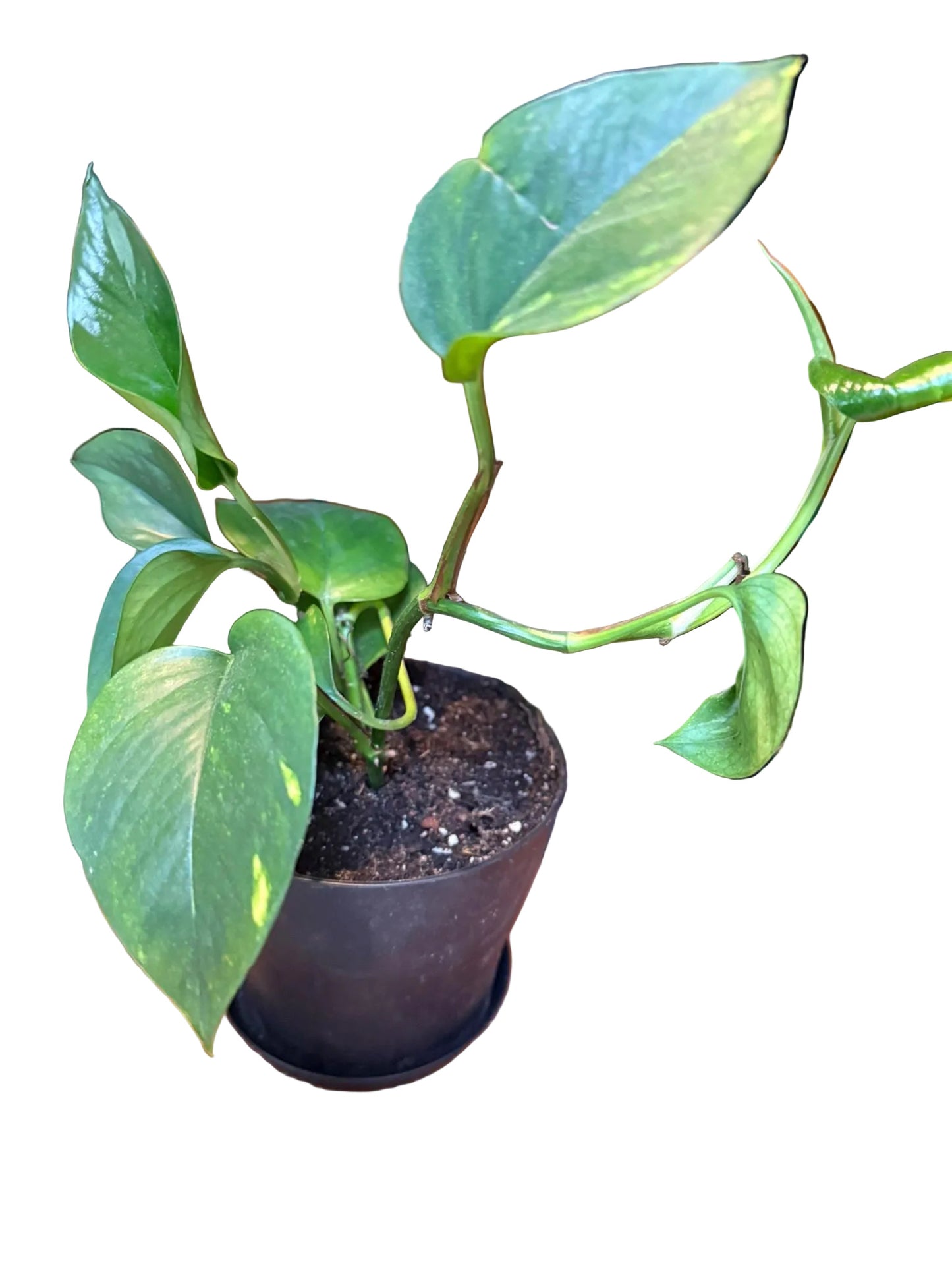 Medium Pothos – Various Shades of Green, Multiple Sizes  Easy-Care Trailing Houseplant 6-8- Inch