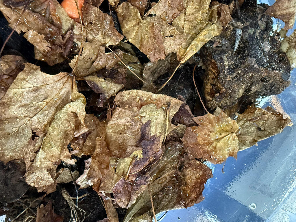 Hardwood leaf litter natural brown leaves