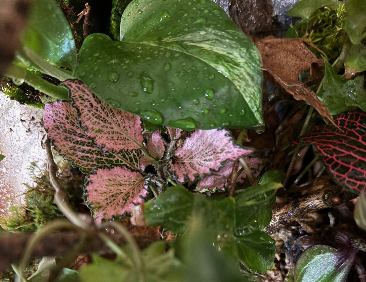 Close-up of a lush collection of green houseplants, featuring a prominent pink and green nettle leaf (Pilea peperomioides) surrounded by other green foliage and moss.