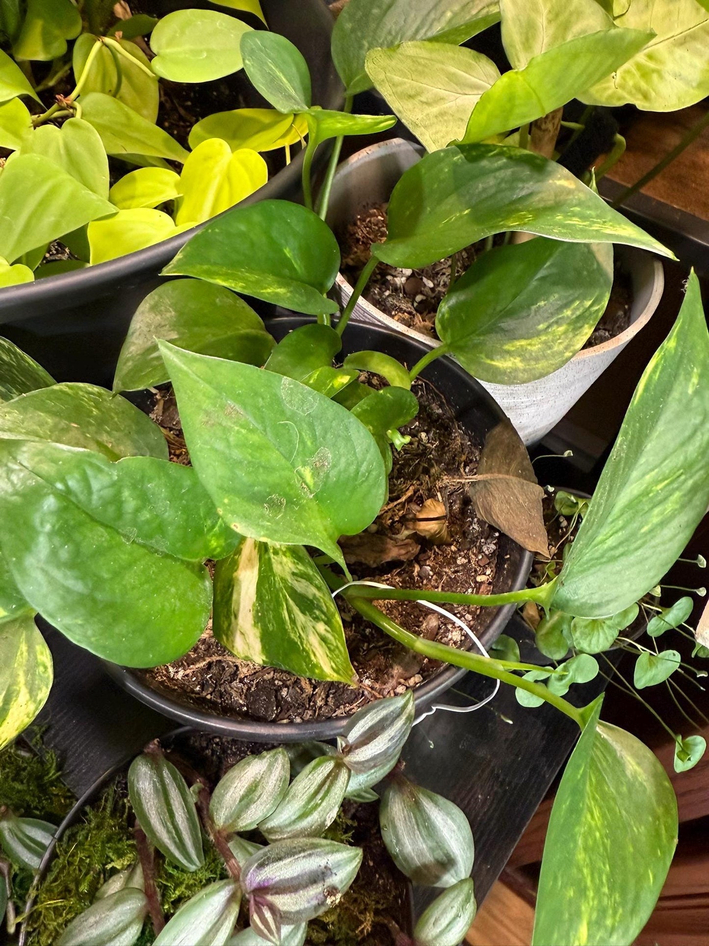 Medium Pothos – Various Shades of Green, Multiple Sizes  Easy-Care Trailing Houseplant 6-8- Inch