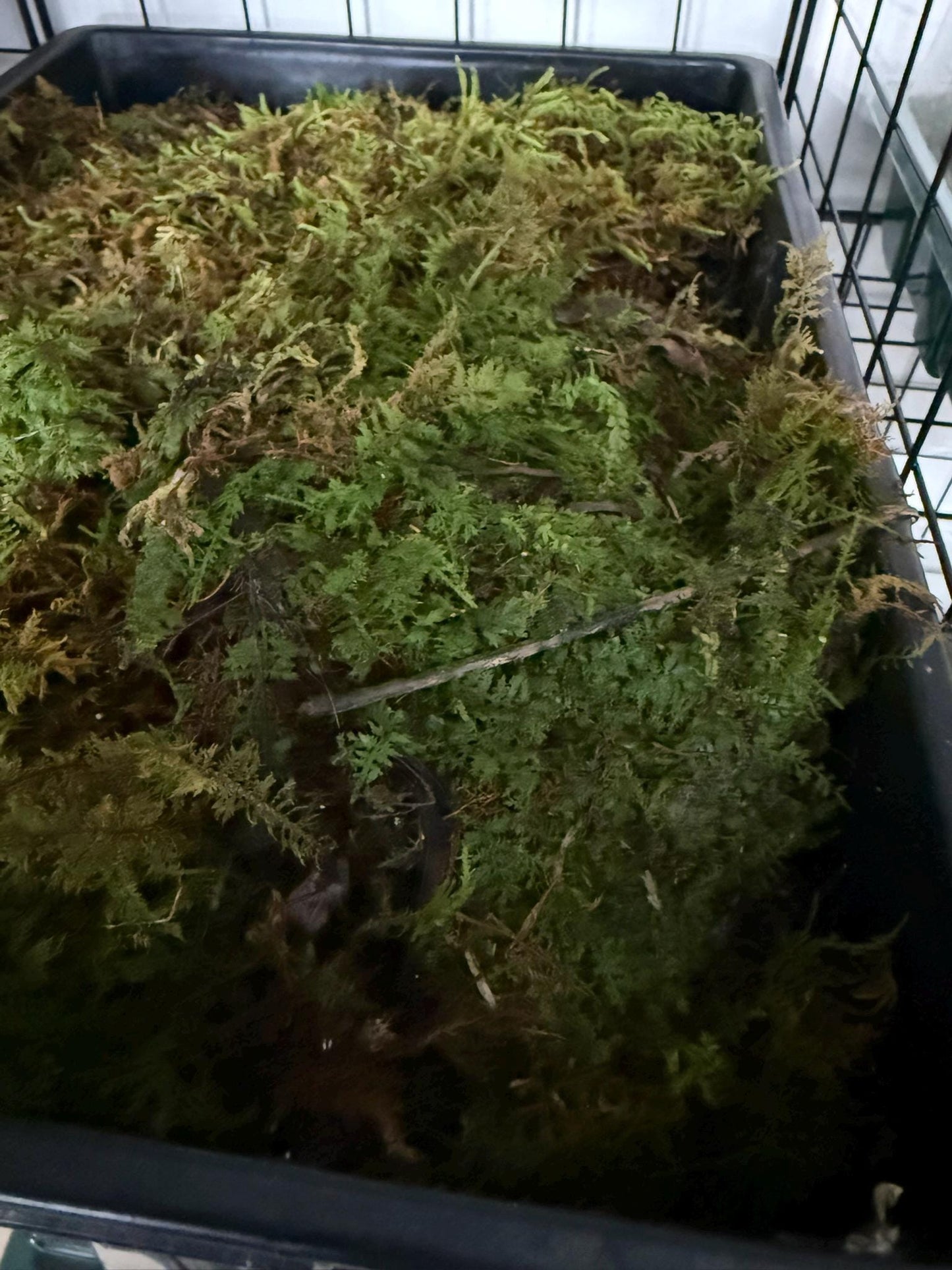 Live Moss- Species Varies