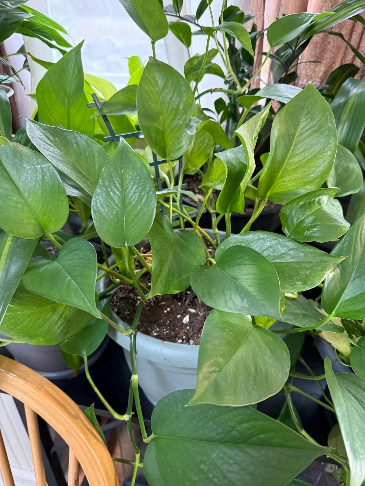Pothos – Various Shades of Green, Multiple Sizes  Easy-Care Trailing Houseplant 4-6- Inch