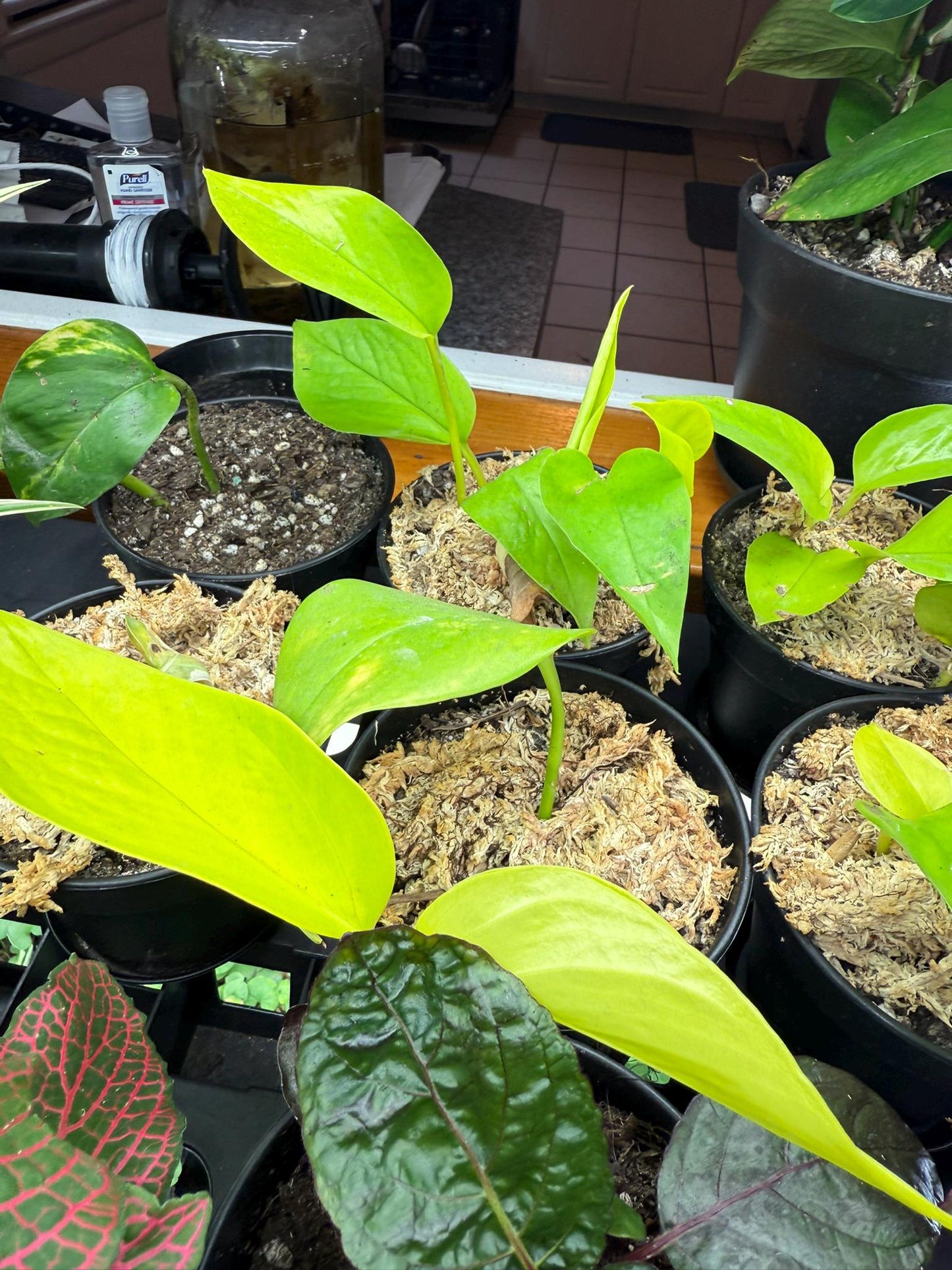 Medium Pothos – Various Shades of Green, Multiple Sizes  Easy-Care Trailing Houseplant 6-8- Inch