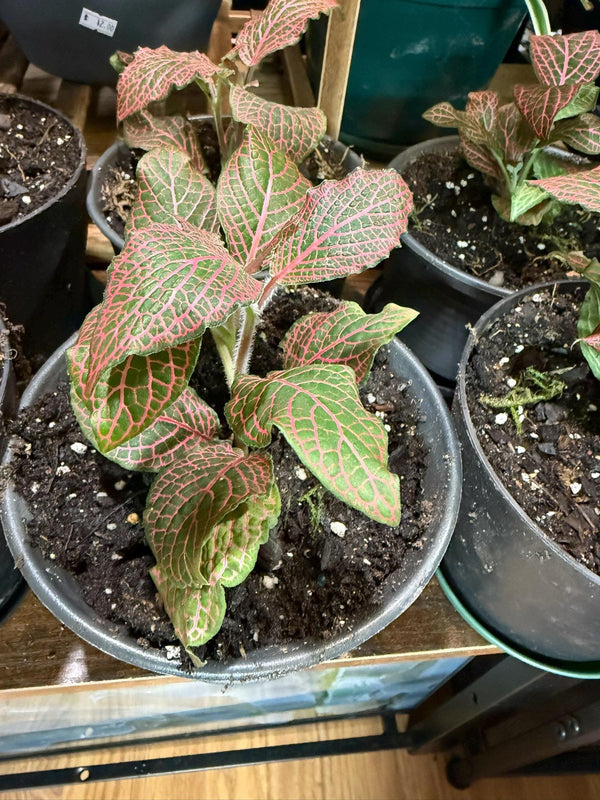 Fittonia- Red Nerve Plant: 4"