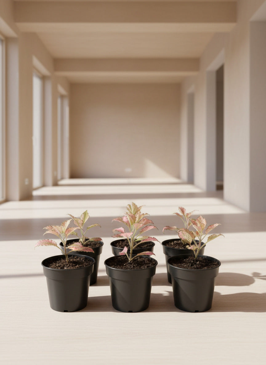 Pink Fittonia nerve plant 4 inch pot full view in large room