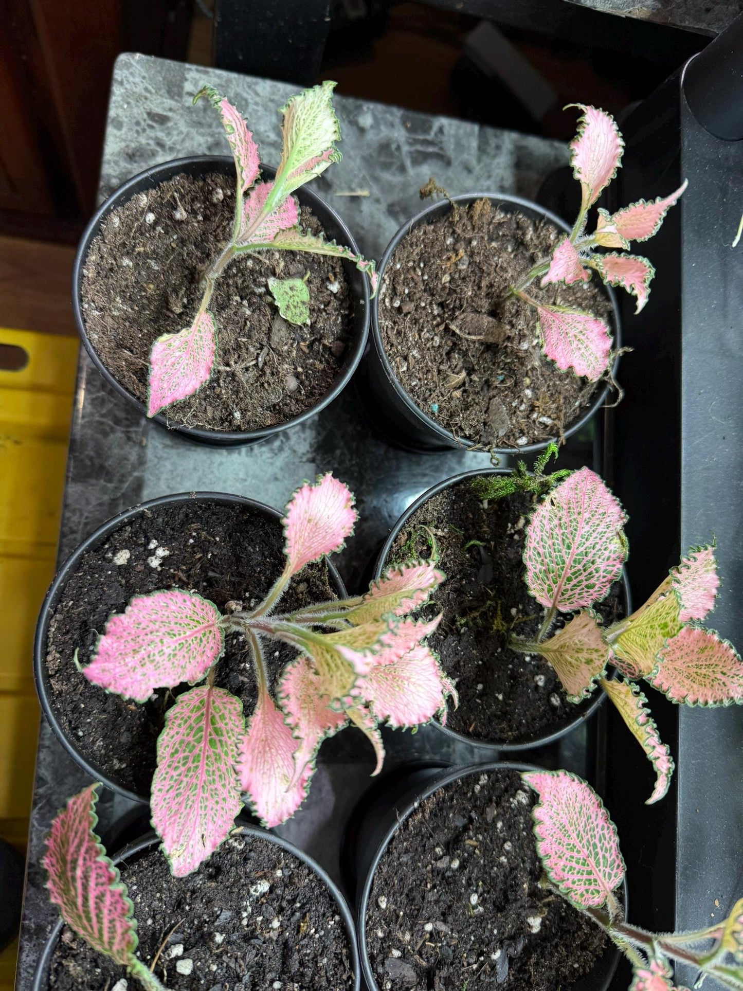 Pink Nerve Plant “Frankie” Fittonia – Live Houseplant