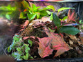 8 inch desktop moss garden display