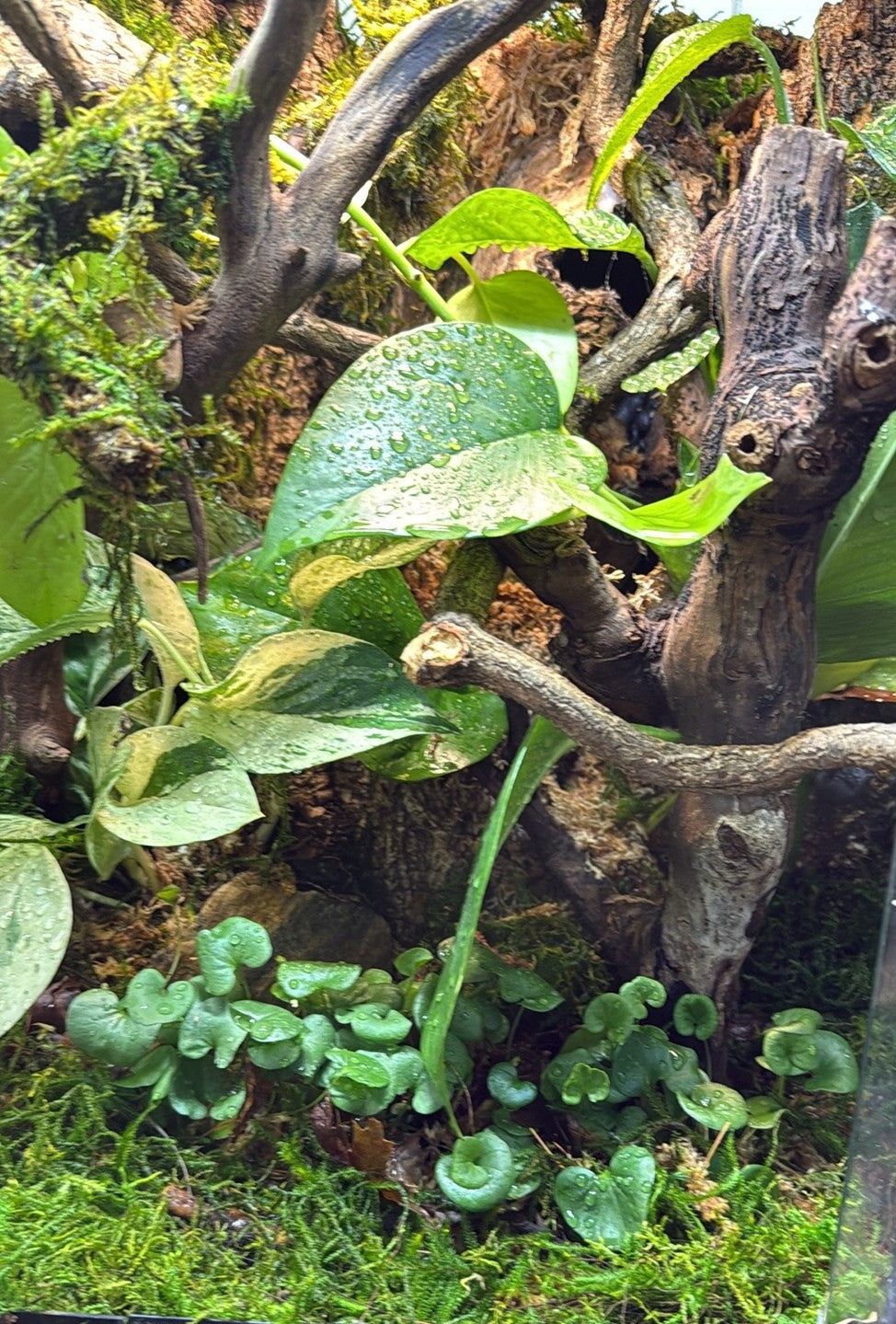 12 inch plant display with moss and hardscape