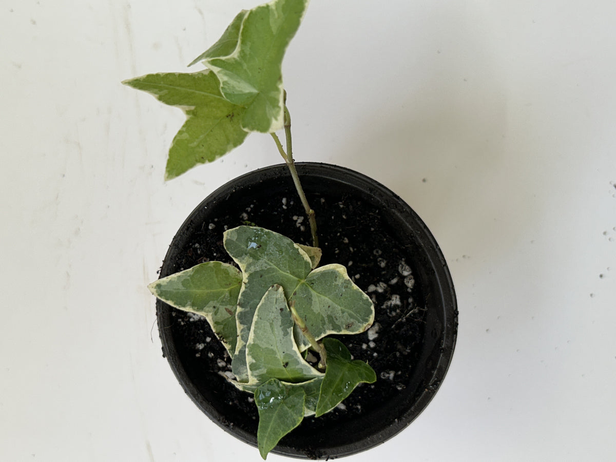 Variegated English Ivy Hedera helix live plant Indoor Biosphere