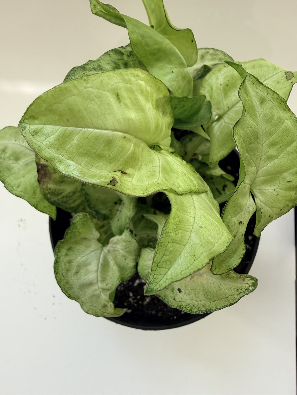 Syngonium podophyllum leaf pattern and color detail