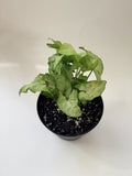 Syngonium full plant trailing foliage view