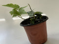 Variegated English Ivy full plant in pot — Indoor Biosphere