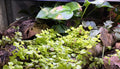 18 inch large plant display with moss and hardscape