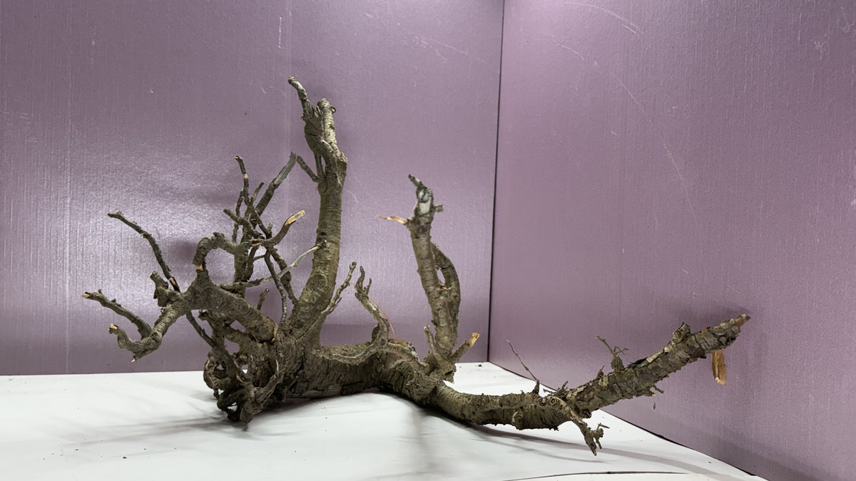 Gnarly root branches arranged as a wide sprawling root-and-branch centerpiece