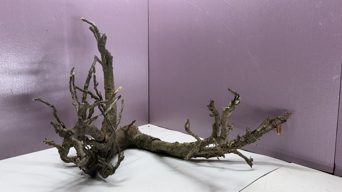 Gnarly root branches assembled into a dramatic spreading root-and-branch cluster