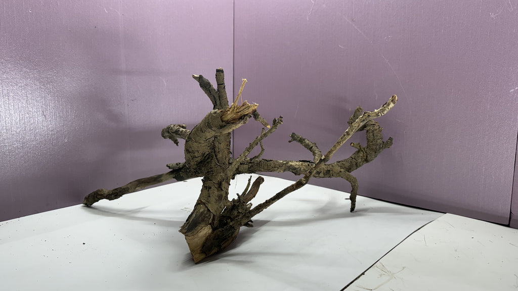 Gnarly root branches grouped into a branching canopy, three-quarter view