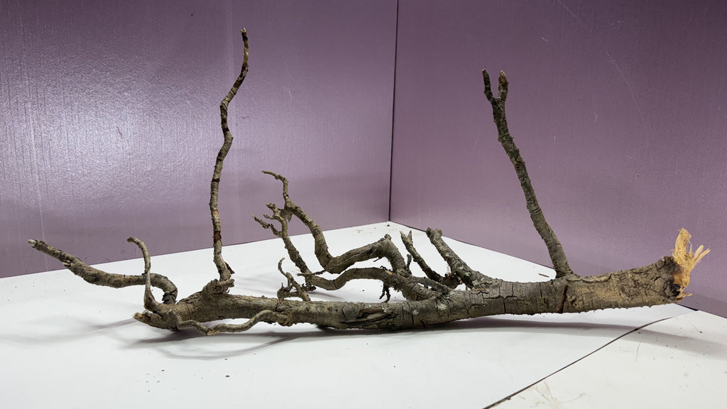 Individual gnarly root branch — long low reclining piece with clawed root ends
