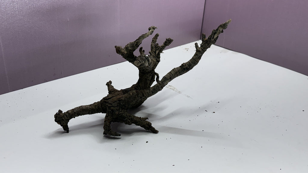 Individual gnarly root branch piece with twisting limbs