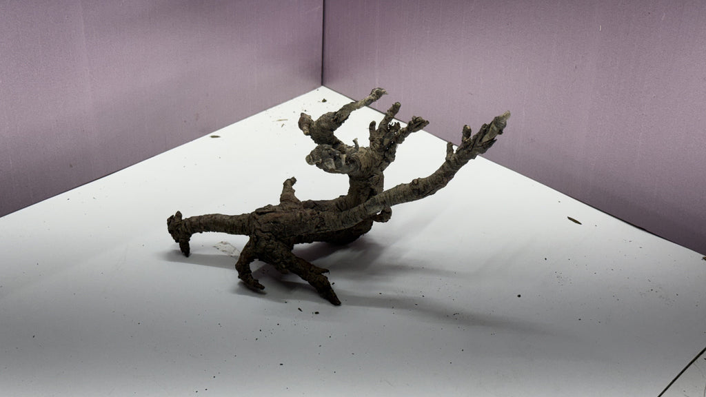 Individual gnarly root branch piece with spreading root fingers