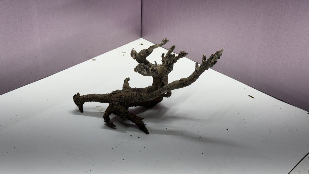 Individual gnarly root branch piece with spreading root fingers