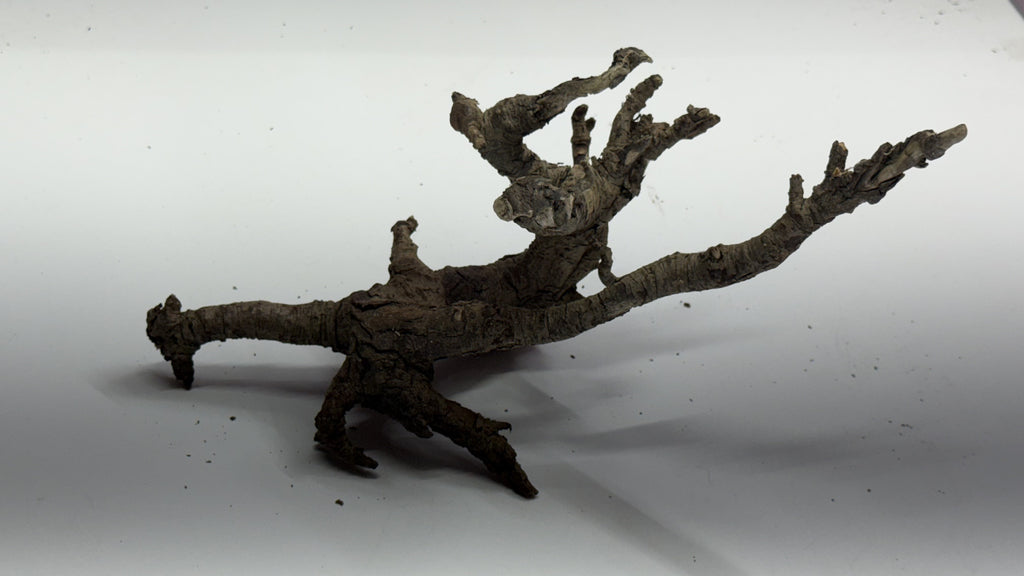 Individual gnarly root branch piece with a gnarled base