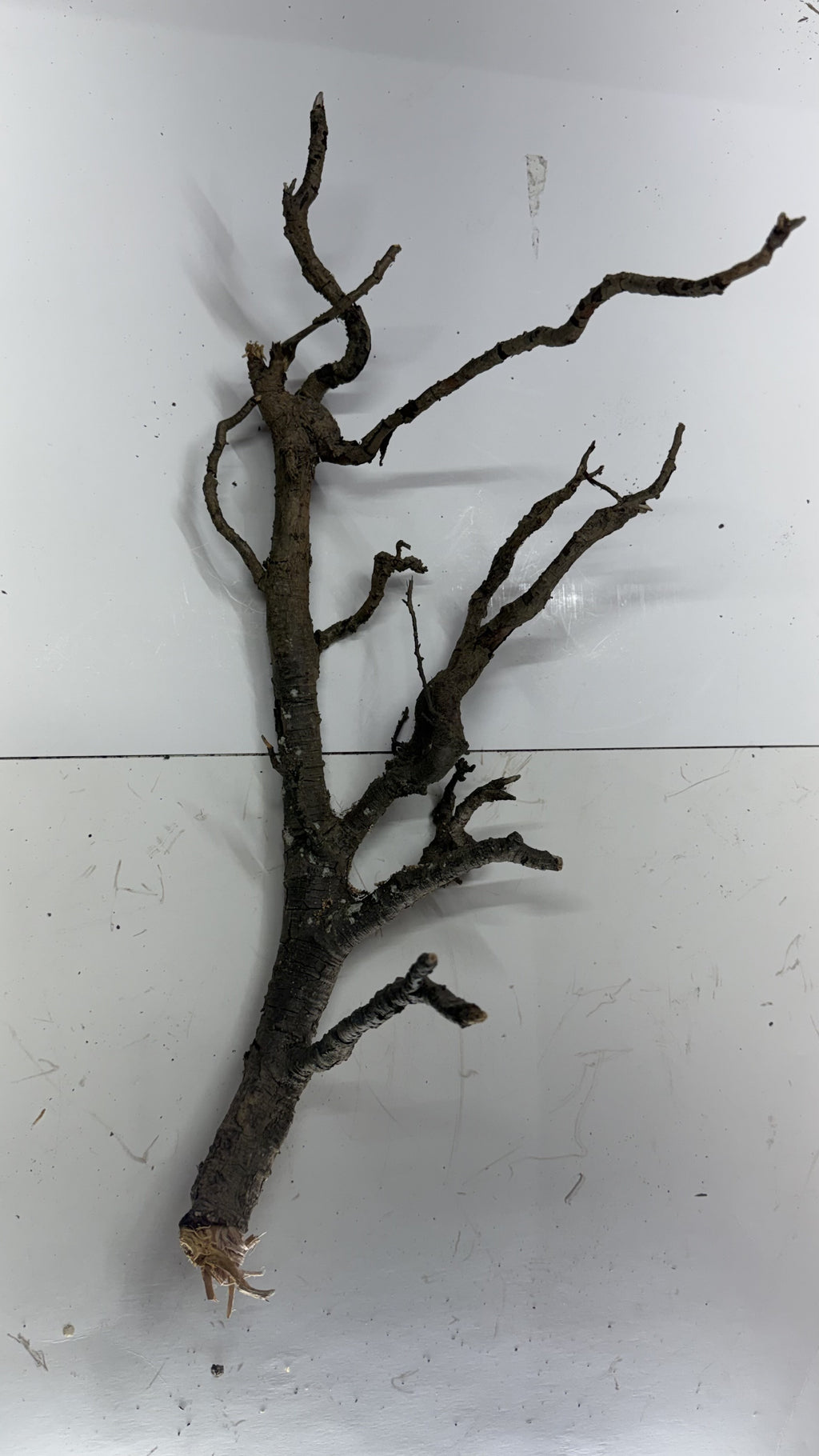 Individual slender gnarly root branch, upright