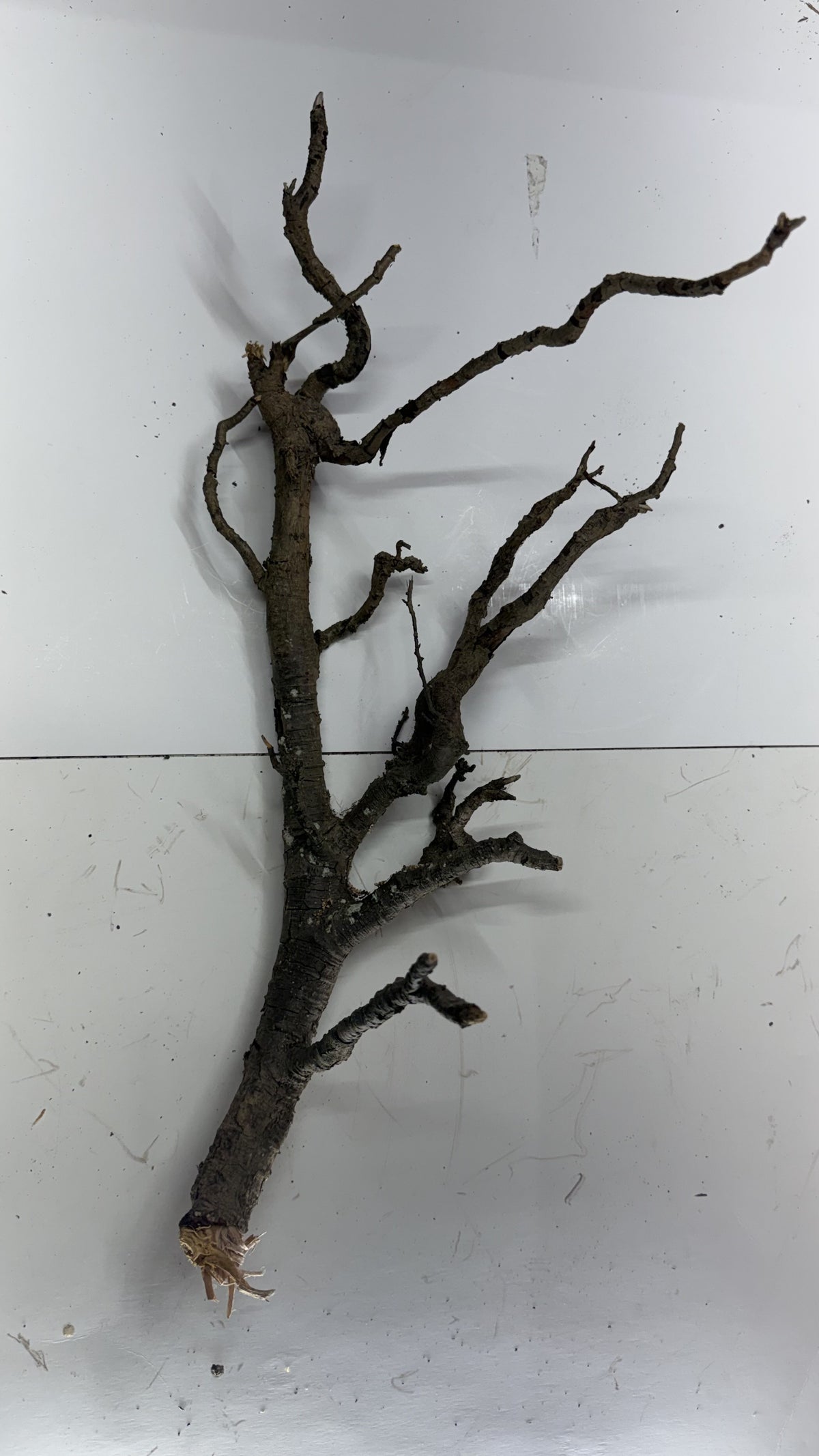 Individual slender gnarly root branch, upright
