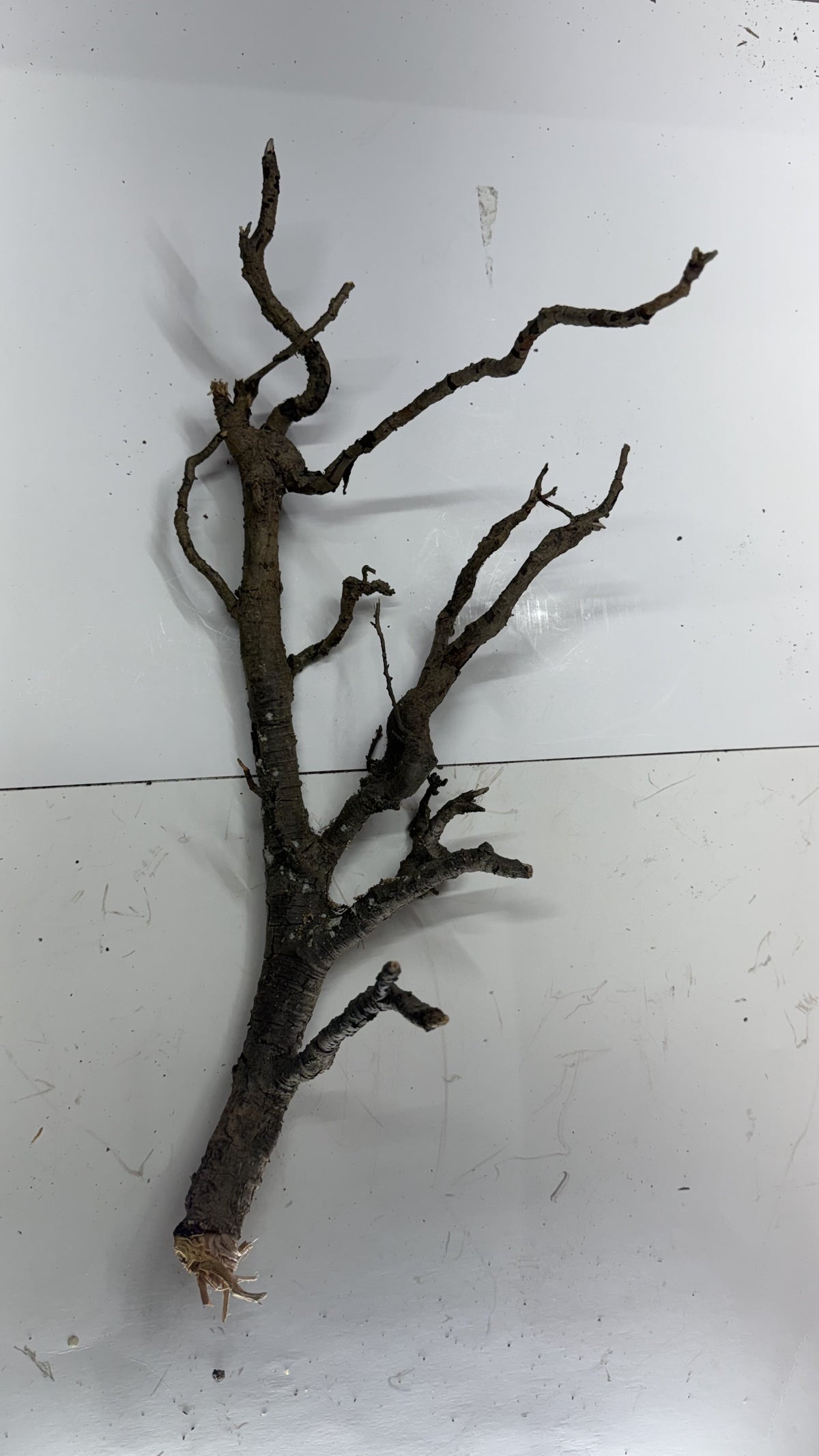 Individual slender gnarly root branch twig piece