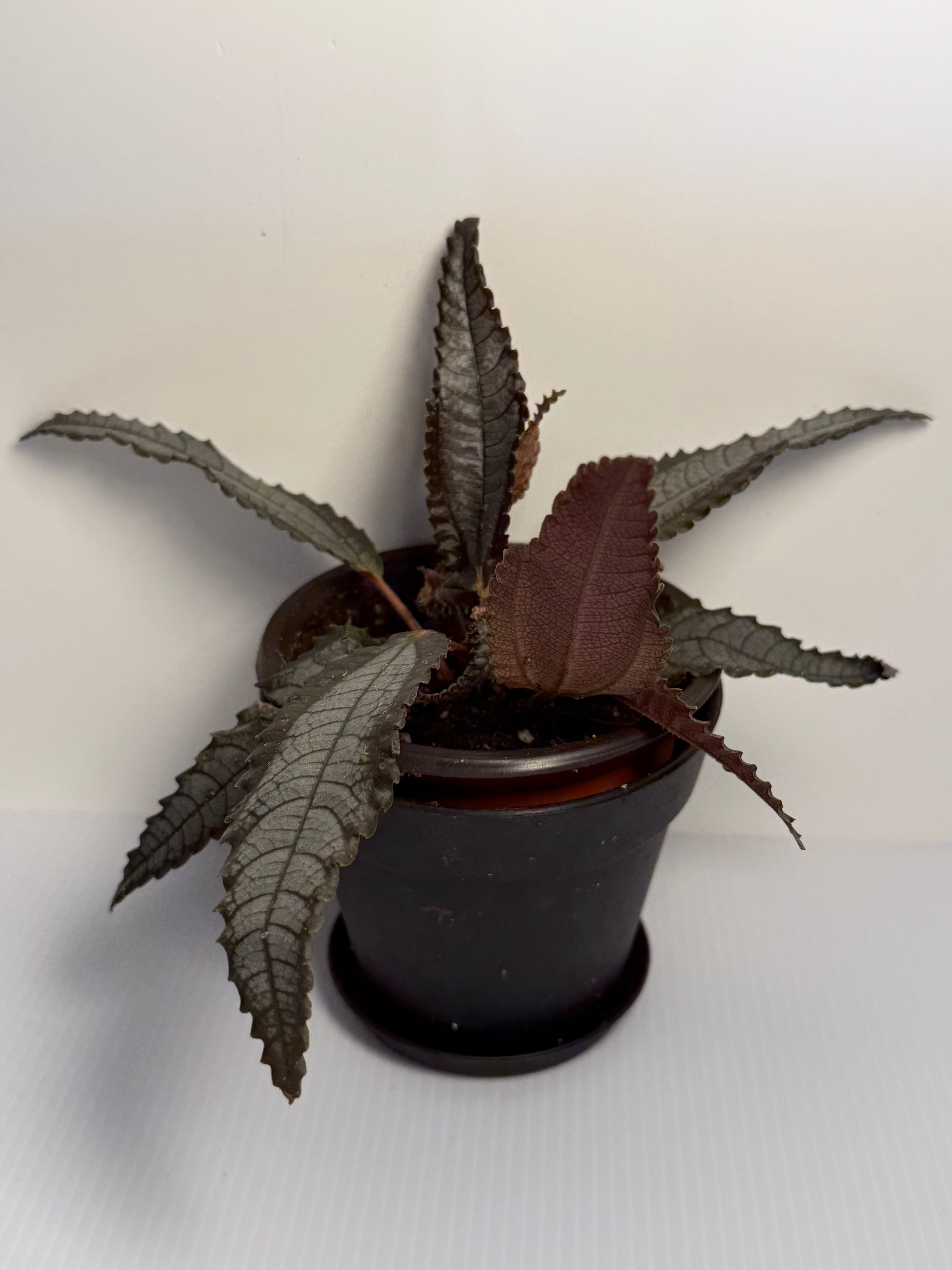 Pilea spruceana ‘Silver Tree’ metallic silver foliage houseplant
