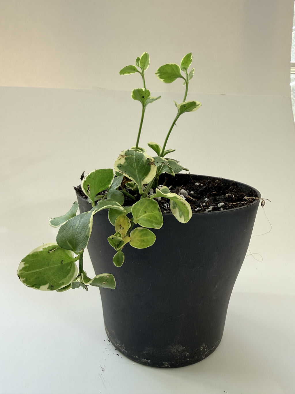 Variegated Swedish Ivy full plant in a nursery pot, white-edged round leaves — Indoor Biosphere