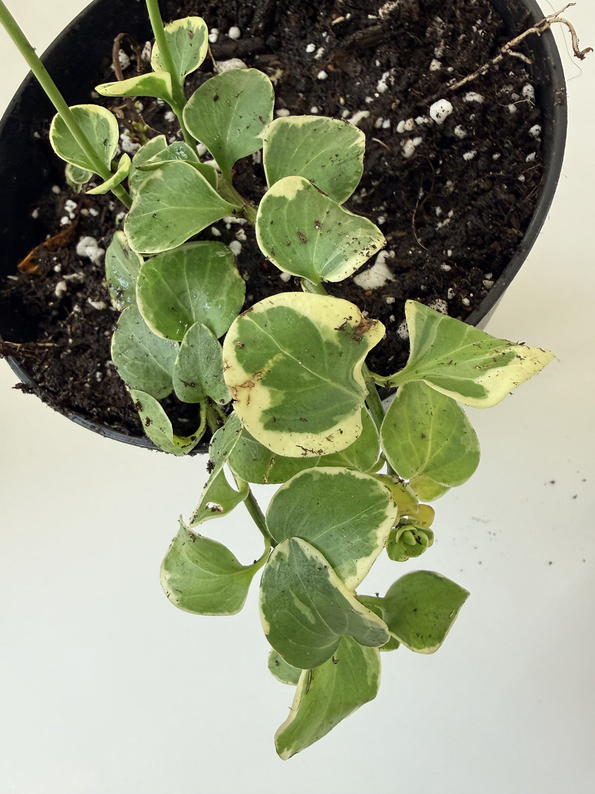 Variegated Swedish Ivy trailing variegated foliage, top-down — Indoor Biosphere