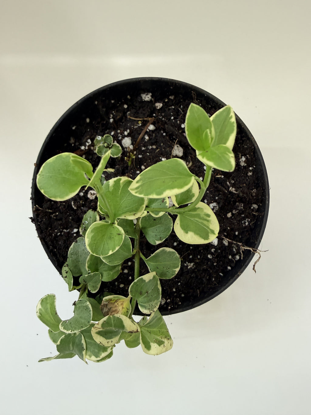 Variegated Swedish Ivy top-down showing cream-edged variegated leaves — Indoor Biosphere