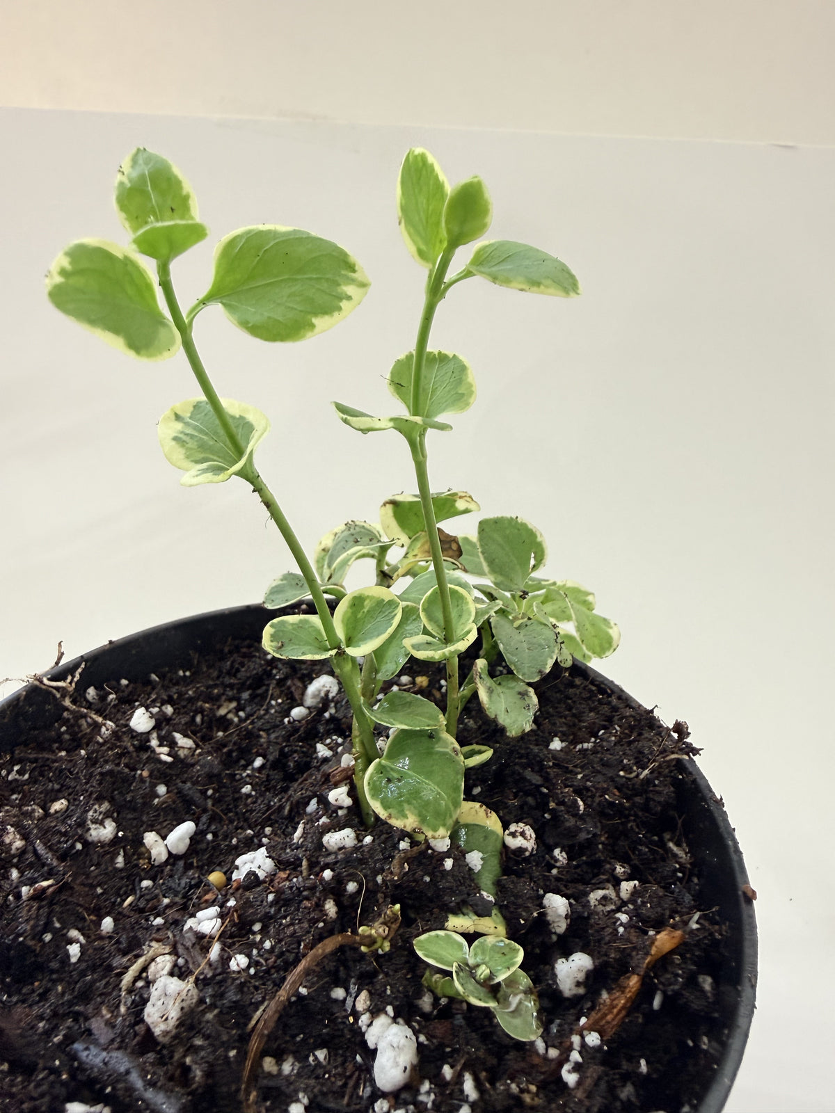 Variegated Swedish Ivy front view, upright variegated stems — Indoor Biosphere