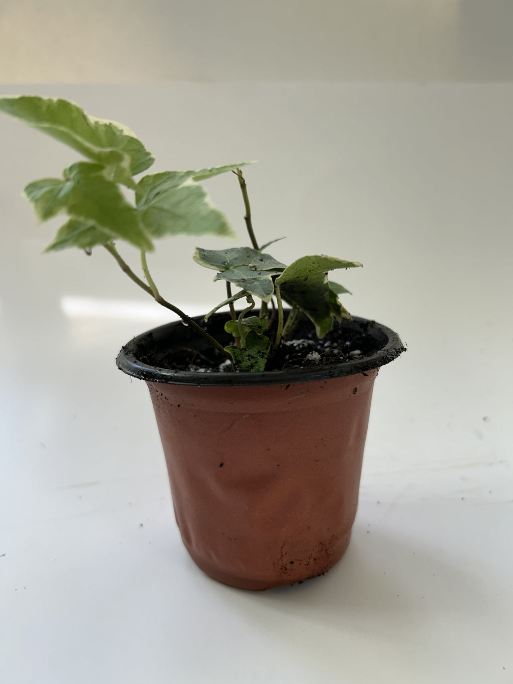 Variegated English Ivy trailing from a terracotta pot, white-edged lobed leaves — Indoor Biosphere