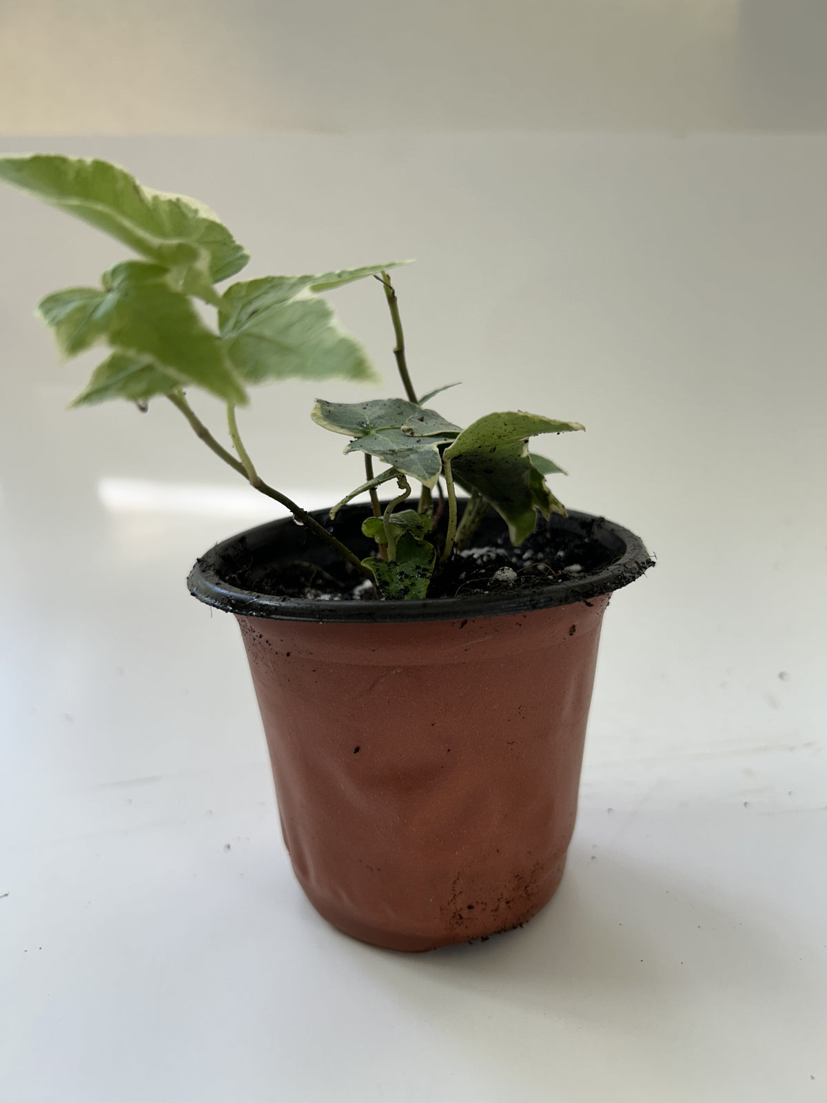 Variegated English Ivy trailing from a terracotta pot, white-edged lobed leaves — Indoor Biosphere