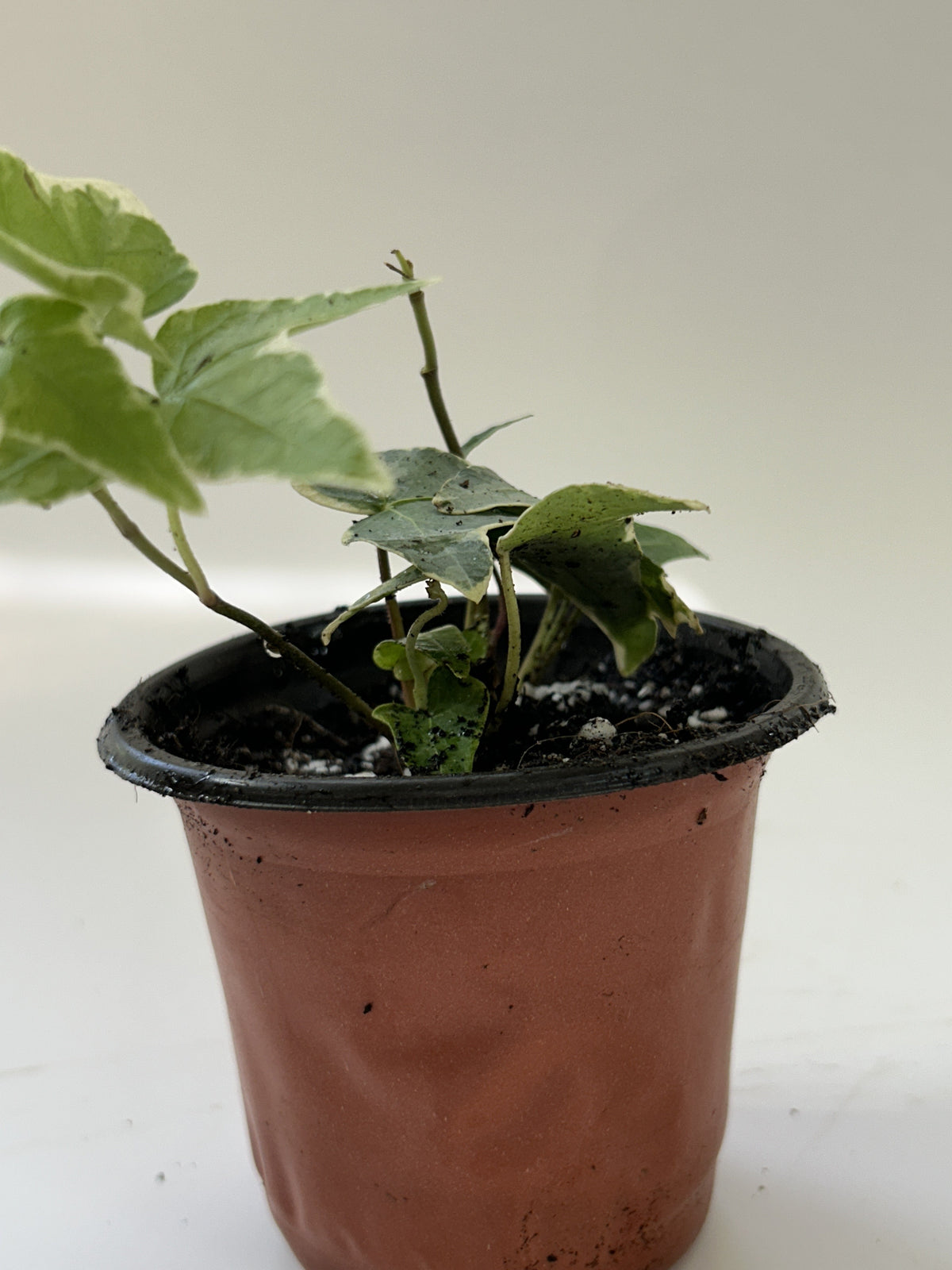 Variegated English Ivy Hedera helix potted, trailing variegated vines — Indoor Biosphere