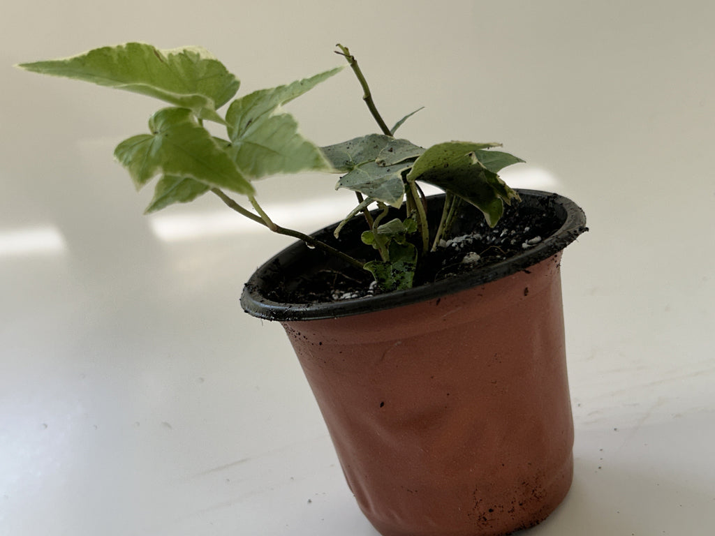 Variegated English Ivy cascading from its pot, variegated foliage — Indoor Biosphere