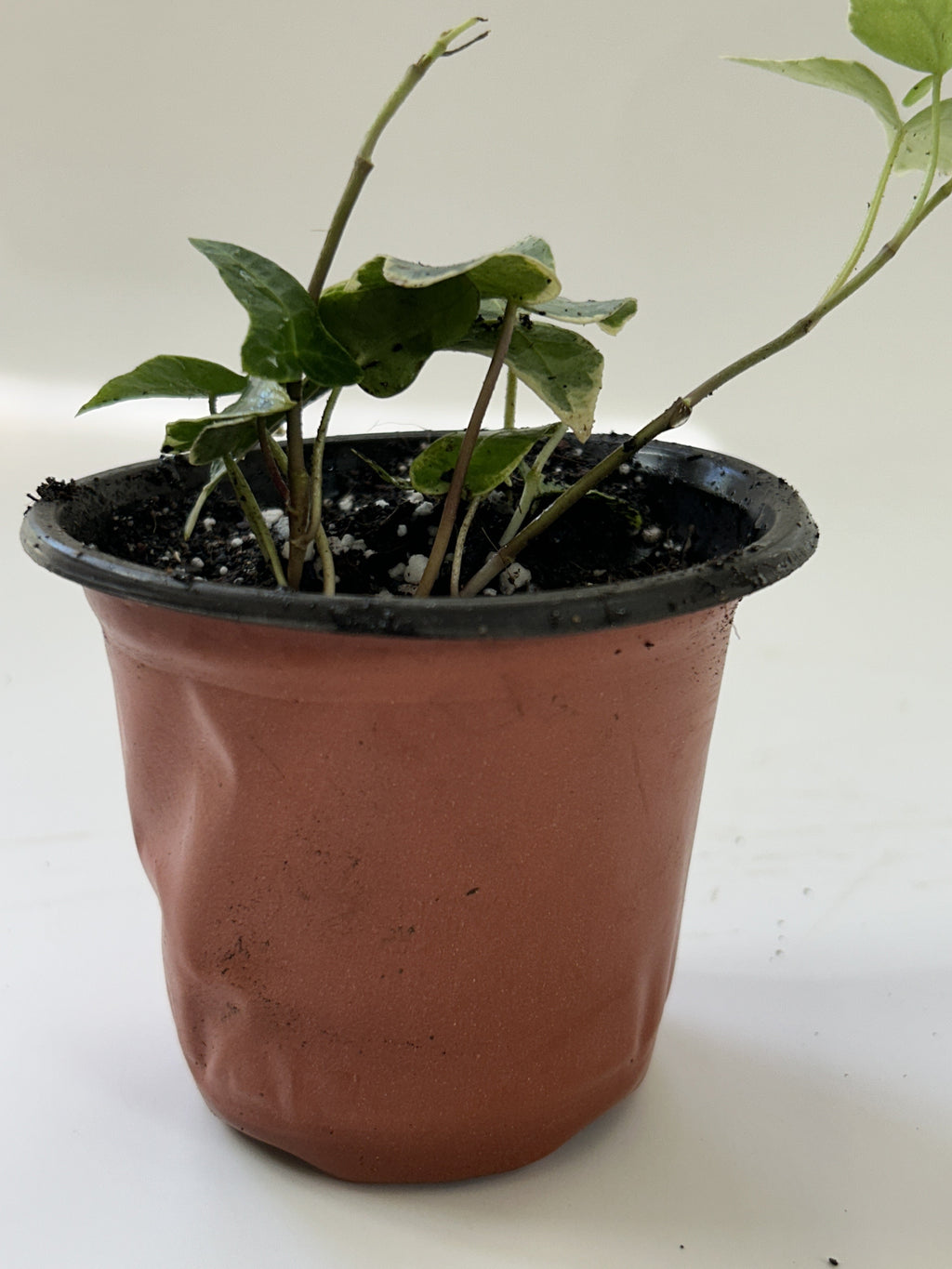 Variegated English Ivy potted with trailing white-margined leaves — Indoor Biosphere