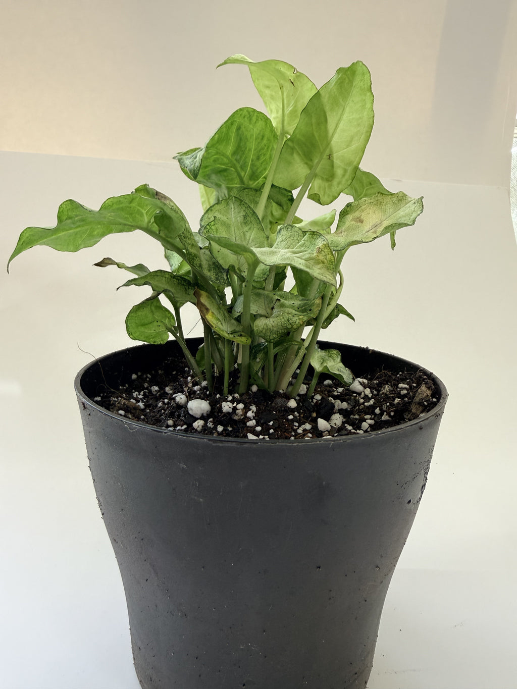 Syngonium podophyllum arrowhead plant, marbled green-and-white variegated leaves, potted — Indoor Biosphere