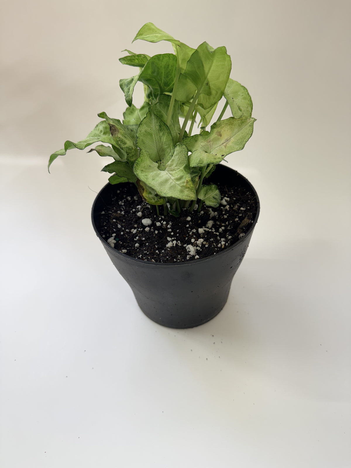 Syngonium arrowhead vine with trailing variegated foliage, potted — Indoor Biosphere