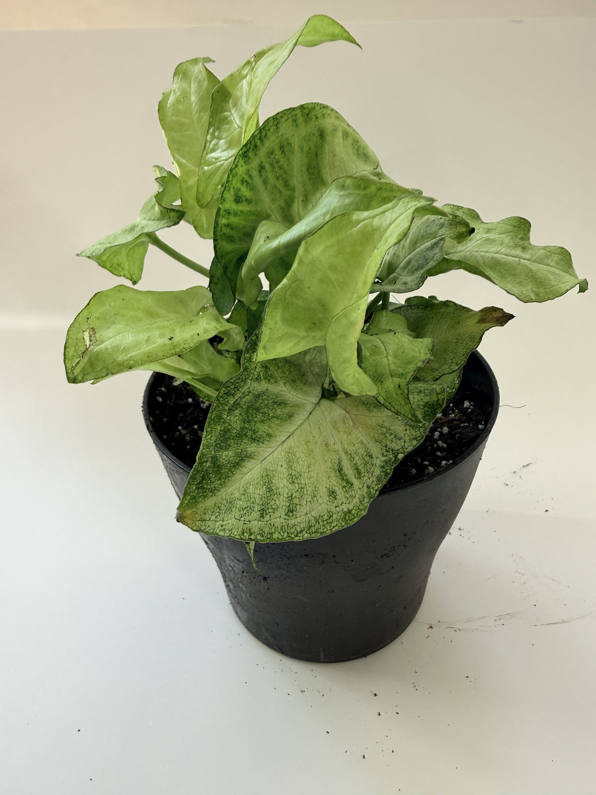 Syngonium podophyllum potted, layered variegated foliage — Indoor Biosphere